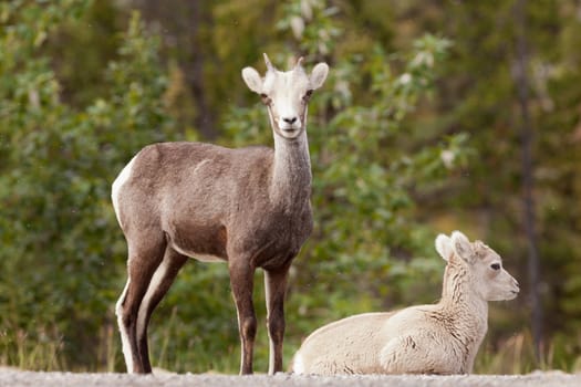 Two young Stone Sheep, Ovis dalli stonei, or thinhorn sheep resting and watching, wildlife of northern Canadian Rocky Mountains, British Columbia, Canada