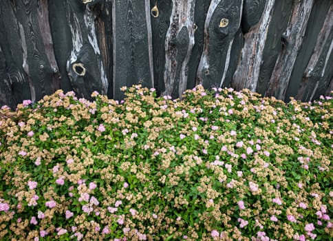 Old wooden planks and decorative flowers in the courtyard garden house