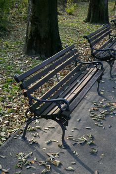 Wooden benches in park with fall leaves and trees behind