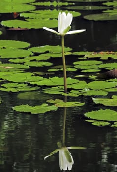 White water lily flower closeup