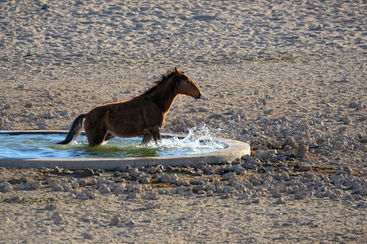 Wild horse of the Namib