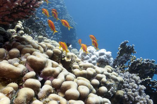 coral reef with hard corals and exotic fishes anthias at the bottom of red sea in egypt





coral reef with hard corals and exotic fishes anthias at the bottom of red sea