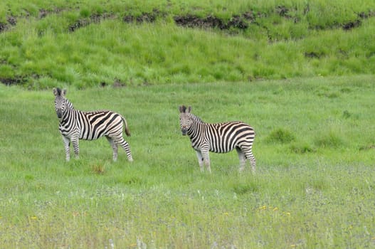 Zebras in the Golden Gate Highlands National Park