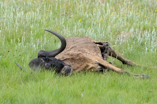 Skeleton and hide of a black wildebeest in the Golden Gate Highlands National Park, South Africa