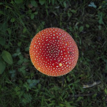 Fly Agaric from high angle view