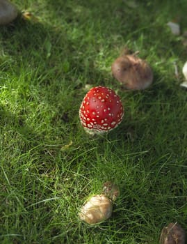 Fly Agaric from high angle view