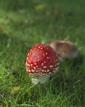 Close up of a bFly Agaric