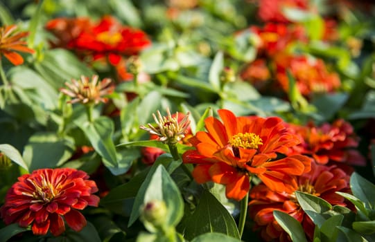 Orange gerbera flowers in the garden10