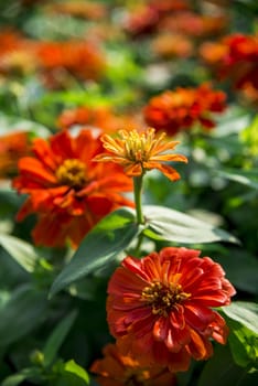 Orange gerbera flowers in the garden8