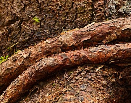 background or texture brown belted strain of spruce own roots