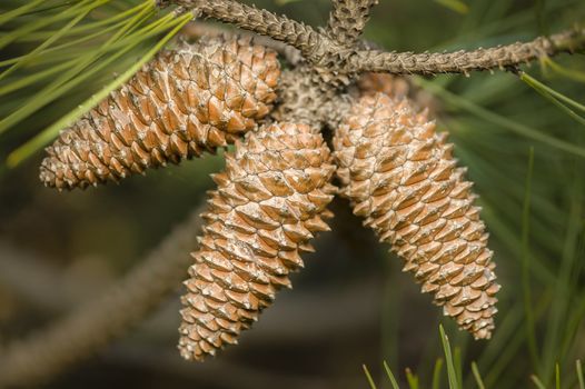 Three pine cones among green needle leaves