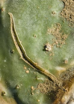 Scar on Opuntia succulent plant leaf