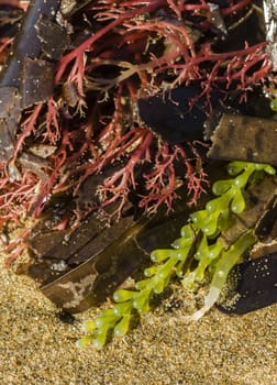 Alga of different colors on sandy beach