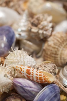 Group of tropical sea shells for collection