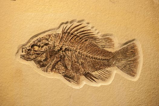 Complete fish fossil embedded in lime stone