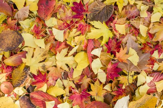 Autumnal leaves of different colors fallen on ground