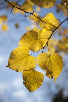 Yellow autumnal leaves hanging from a tree
