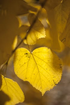 Yellow autumnal leaves hanging from a tree