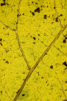 Detail of an Autumnal leaf in backlight