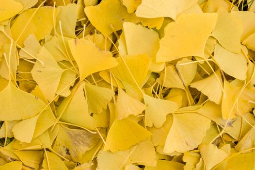 Ginko biloba leaves fallen on ground in Autumn