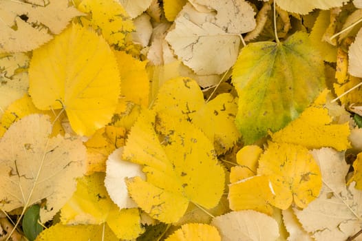 Yellow leaves fallen on ground in Autumn