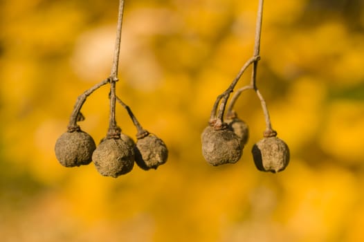 Brown Tree berries hanging from a branch among yellow leaves in Autumn