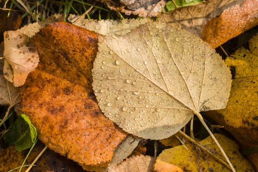 Dew drops on brown leaves fallen on ground