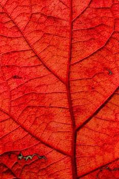 Detail of an Autumnal leaf in backlight