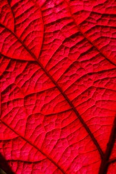 Detail of an Autumnal leaf in backlight
