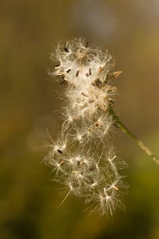 Dandelion fluffly seeds ready to fly away