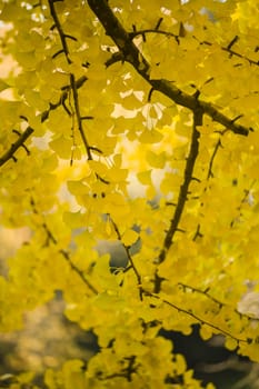 Yellow autumnal leaves hanging from a tree