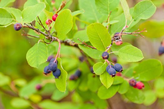 Sweet blue Saskatoon Berries, Amelanchier alnifolia, ripen on bush in the wild
