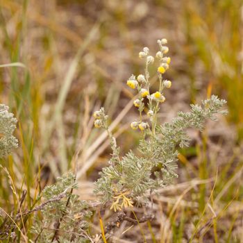 Yellow blooming wild sage or Wormwood, Artemisia figida, herb with aromatic fragrance