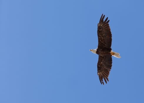 Soaring adult Bald Eagle, Haliaeetus leucocephalus, with white head and tail flying in blue sky