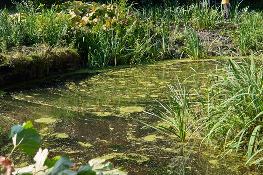 Beautiful countryside lake pond summer landscape perfect nature background image                               