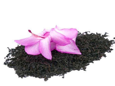 Picture of dry aromatic black tea leafs with pink christmas cactus flower on white background