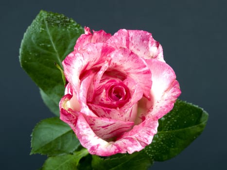 Beautiful pink rose on grey background
