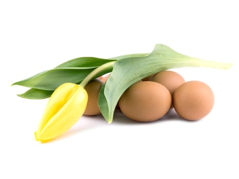 Fresh eggs and yellow tulip on white background