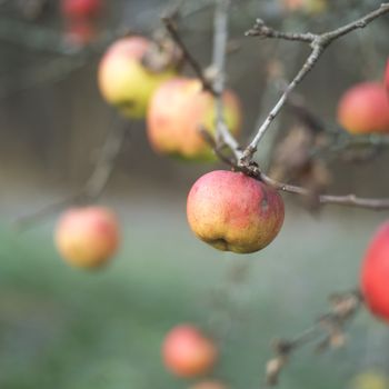 Apples on a tree in Autumn