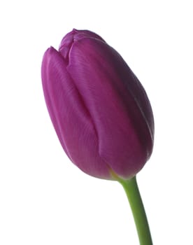 Purple Tulip isolated on white background