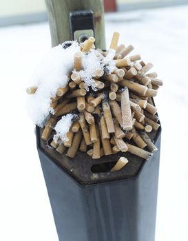 Close up of Dog Ends in snow