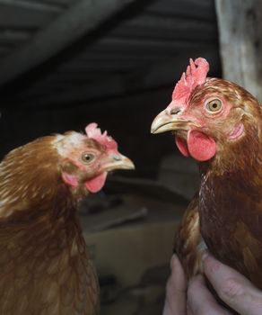 Close up of a Rooster