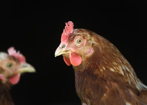 Close up of a Rooster