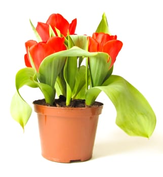 Red tulips with green leaves on a white background