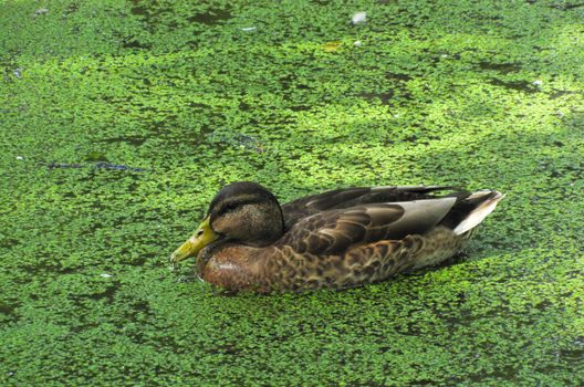 duck swims on the pond tighten green slime