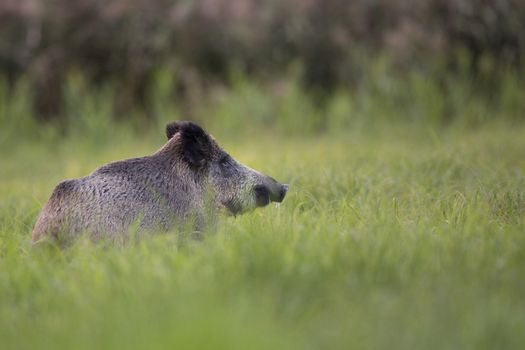 Boar in the wild, in the clearing.