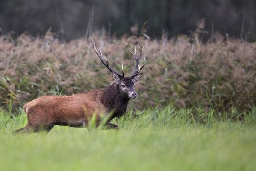 Red deer in the wild, in the clearing.