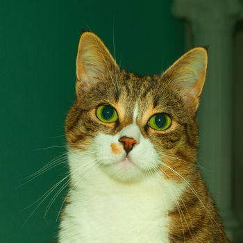 Cate face with big green eyes, closeup