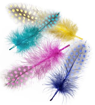 Guinea fowl feathers are painted in bright colors isolated on white background. collage