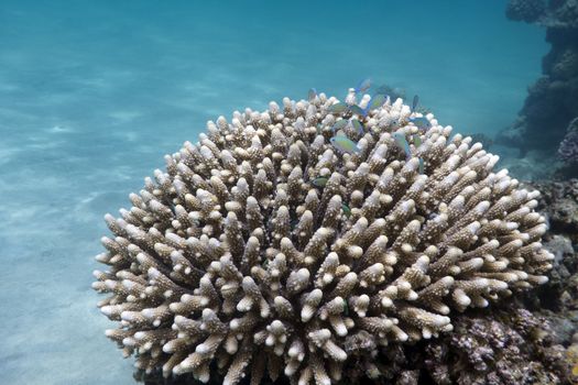 great hard coral with exotic fishes green chromis at the bottom of red sea in egypt